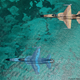 Illustration for article titled José "Fuji" Ramos Is A Photographer Whose Studio Is An F-5 Tiger